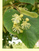 Липа сибирская (Tilia sibirica) Липа сибирская (Tilia sibirica)